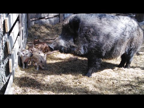 Видео: Рождение диких кабанчиков и мангалицы