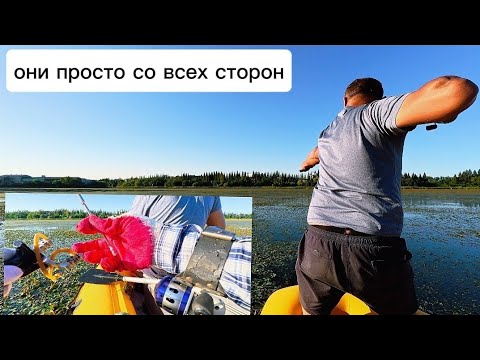 Видео: Охота на САЗАНОВ!плывем по траве, столько рыбы, Руслан не может попасть!#рыбалка#낚시#fishing#carpfish