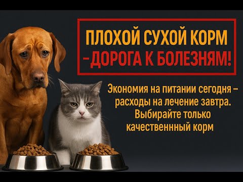 Видео: Плохие сухие корма для собак и кошек-это не экономия, это начало многих серьезных болезней и затраты