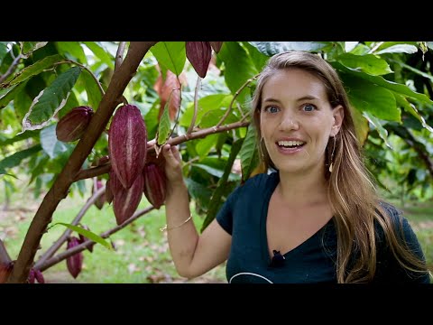 Видео: Руководство для начинающих по приготовлению шоколада методом «от бобов до плитки»