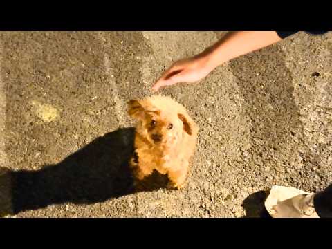 Видео: От слез к доверию: полуночное спасение, которое меняет