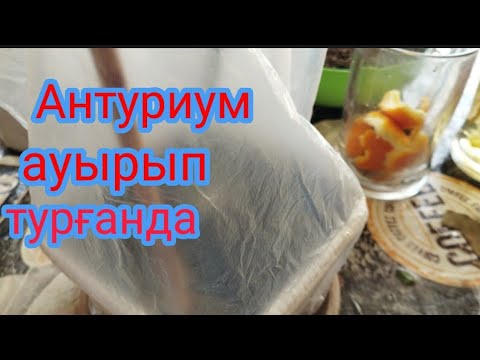 Видео: Антуриум.Ер бақыты гүлін ауырып қалуының алдын аламыз.#гулдер #өсімдік