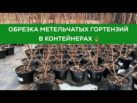 Видео: ВЕСЕННЯЯ ОБРЕЗКА МЕТЕЛЬЧАТЫХ ГОРТЕНЗИЙ В КОНТЕЙНЕРАХ