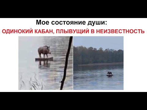 Видео: Лютые приколы. Мое состояние души: Одинокий кабан, плывущий в неизвестность