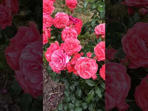 Видео: super👍👍rose Cherry Girl for the second year/безпроблемна троянда другого року Черрі Гьорл