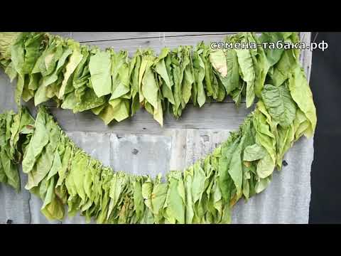 Видео: Уборка табачного листа, как я сушу табак. 9 Августа 2020.