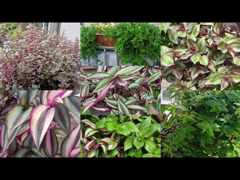 Видео: Традесканции в декабре. Аптения. Передержка до весны.