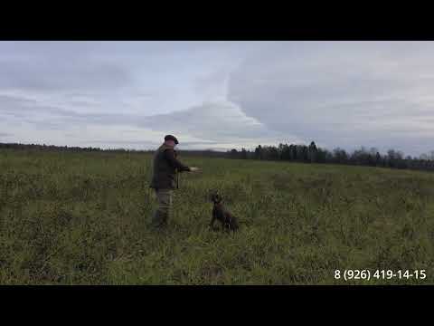Видео: С чего лучше всего начинать работать с легавой в поле