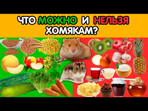 Видео: Кормление хомяков - что можно и что нельзя давать хомяку. Чем кормить хомяка