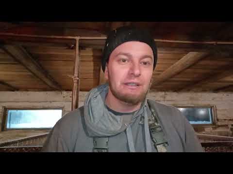 Видео: ‼️ЧП у поросёнка ПРОЛАПС😱 выпадение прямой кишки,накалываю Кисетный шов ‼️