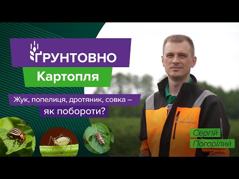 Видео: Колорадський жук, попелиця, дротяник і совка: тактика захисту картоплі