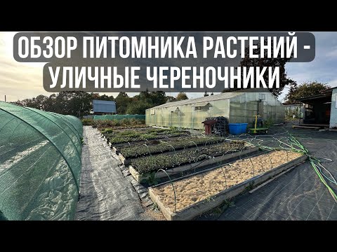 Видео: 4. Обзор питомника растений // Череночники уличные (череночник на грядке)