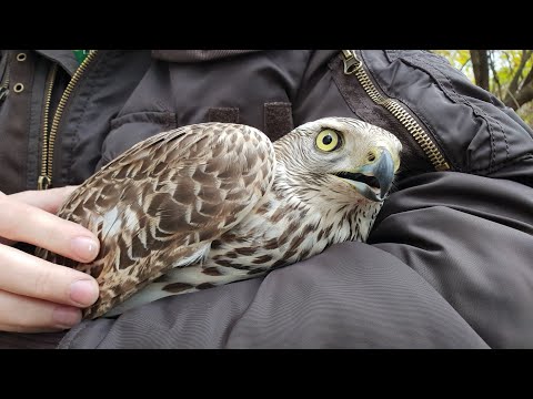 Видео: Как кормить хищную птицу, если она сама не ест. Тетеревятник Шредер