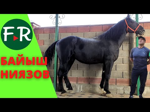 Видео: Байыш Ниязов и его супер-жеребцы! Лошади Ниязовых на пастбище в горах.