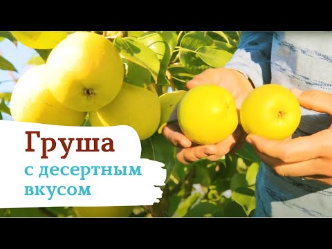 Видео: Груша с ароматом лимонада «Дюшес»!