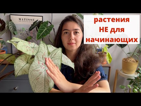 Видео: Какие РАСТЕНИЯ не стоит заводить НАЧИНАЮЩИМ цветоводам