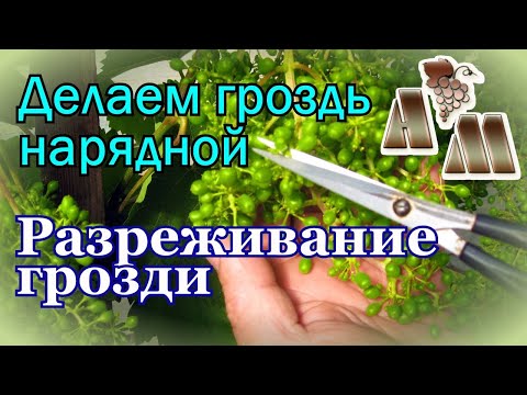 Видео: 🍇 Разреживание гроздей винограда  на примере сорта Алёшенькин