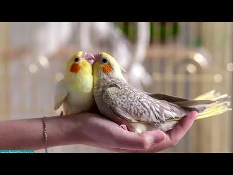 Видео: Как выбрать птенца кореллы