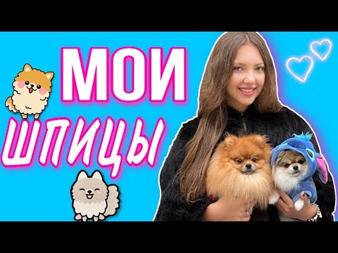 Видео: ПРОГУЛКА С СОБАКАМИ🦮 ПИЦЦЕРИЯ🍕 ШОППИНГ🤑 cooking тирамису👩🏽‍🍳🍮