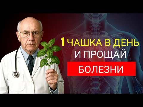 Видео: Пожилые люди, вот ЧАЙ, КОТОРЫЙ ЛЕЧИТ ВСЁ! – 6 ежедневных преимуществ базиликового чая