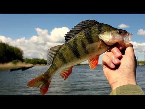 Видео: р. Уксунйоки. Жор окуня на лесном озере.