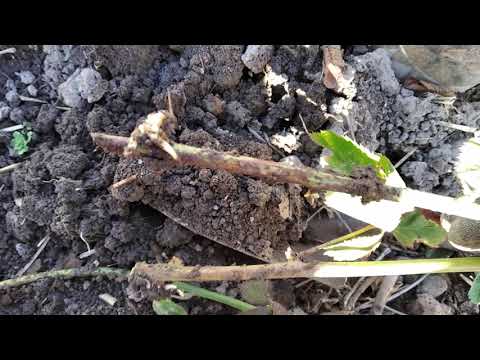 Видео: Негативний результат - хороший досвід. 🌱 Розмноження ожини #саджанці #вирощування #ожина #вкорінення