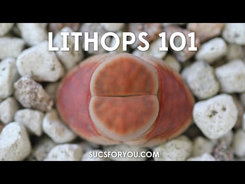 Видео: Литопсы 101 — что нужно знать, чтобы сохранить их живыми с Sucs for You!