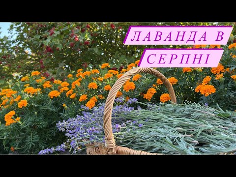 Видео: Лаванда в серпні. Поговоримо про мульчування і догляд за лавандою. Мій досвід.