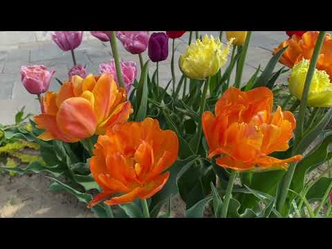 Видео: Orca та Orange Princess - порівняння тюльпанів