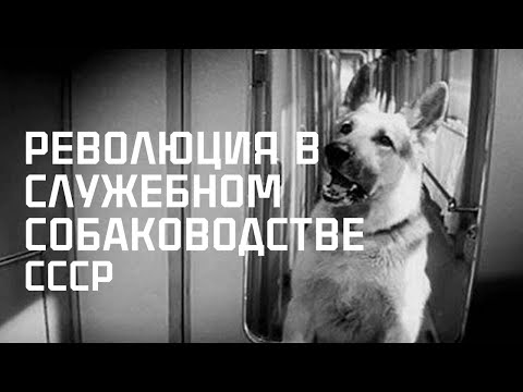 Видео: История о том, как было разрушено Служебное Собаководство СССР. The falling of USSR's Cynology.