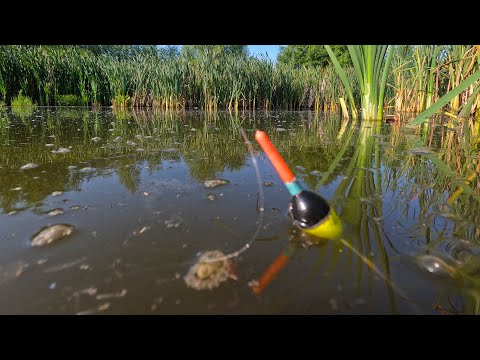 Видео: В ЭТОМ БОЛОТЕ клюют рыбы! Рыбалка на поплавок!