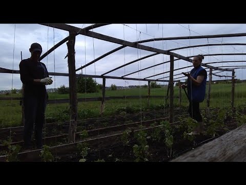 Видео: Капельный полив//Первые огурцы//Дела огородные.