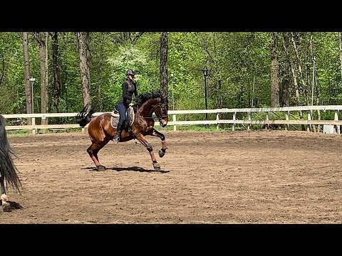 Видео: Почему лошадь не слушается? Прямой эфир.