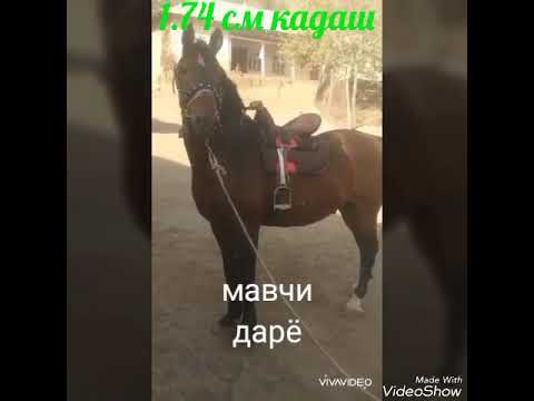 Видео: Аспи бузи фуруши дар ш.Кулоб +79216399264.