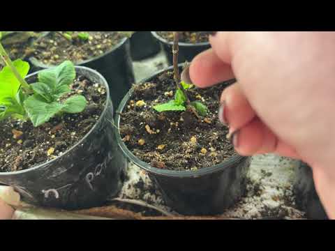 Видео: Крупнолистные, Таблетензии, Френч Болеро великолепны. Отправка с утеплением. Ватсап 89029906677