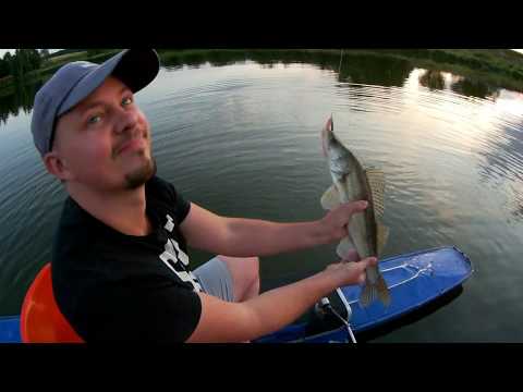 Видео: Трофейний судак і чудовий сом на легкий спінінг! Класна рибалка з кумом.