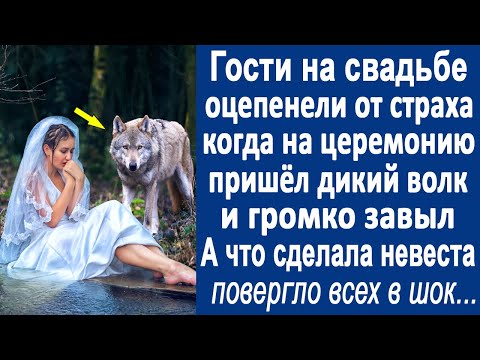 Видео: Гости на свадьбе остолбенели, когда на церемонию пришёл дикий волк. А что сделала потом невеста...