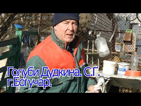 Видео: Голуби Дудкина.С.Г.г. Богучар.  тел.. Сергея. 8-952-553-94-30.