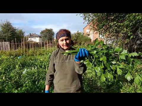 Видео: Скоро зима, збираємо урожай