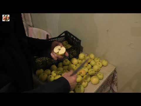 Видео: Яблоки "Свердловчанин". Тестируем как хранятся.