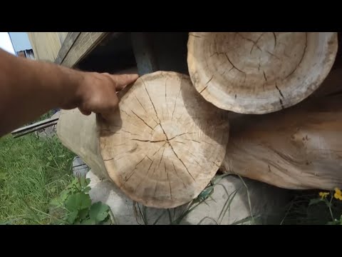 Видео: Заготовка древесины на черенки/топорища. Вяз, клен. Посадил вязы.