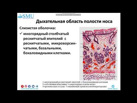 Видео: Лекция Гистология воздухоносных путей