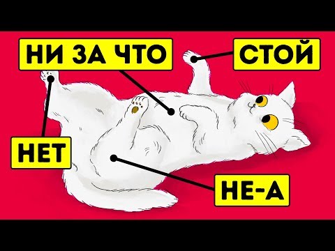 Видео: 15 вещей, которые кошки не любят, но не могут об этом сказать