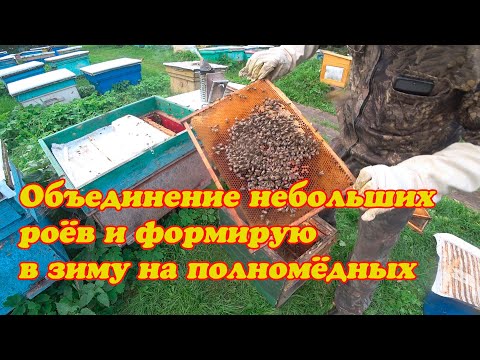 Видео: ВСКРЫВАЮ ДВЕ ЛОВУШКИ С МАЛЕНЬКИМИ РОЯМИ И ОБЪЕДИНЯЮ ФОРМИРУЮ В ЗИМУ