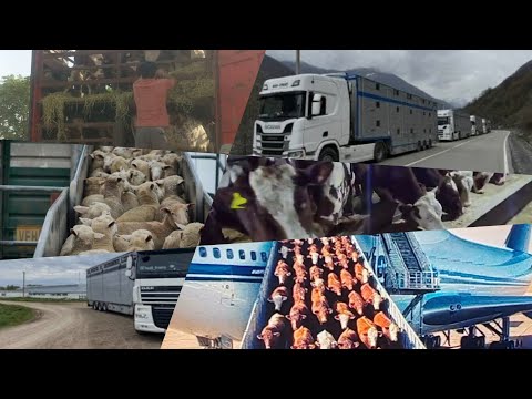Видео:  Молои фруши дар кушониено касеки хоиш дорен метонен харидори кунен +992904225822 