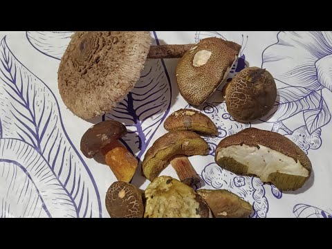 Видео: Недільний день у лісі🌳🌲