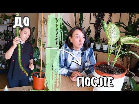 Видео: Часть 2. Диффенбахия черенкование. Результат спустя 2 месяца🪴💚