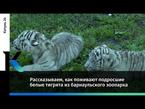 Видео: Рассказываем, как поживают подросшие белые тигрята из барнаульского зоопарка