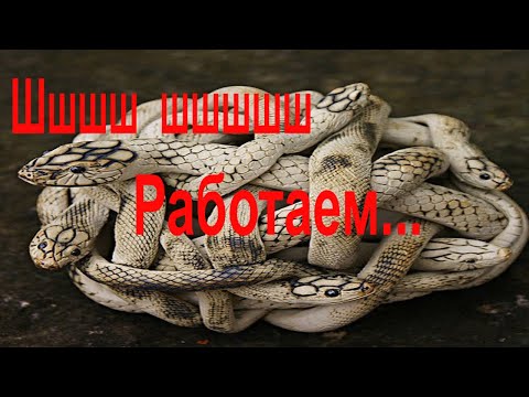 Видео: Работа в Женском Коллективе