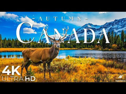 Видео: Осень в Канаде 4K 🍁 Кленовые леса, Скалистые горы, безмятежные озера, покрытые